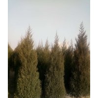 蜀檜 蜀檜價(jià)格