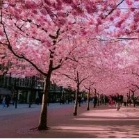 河北櫻花|櫻花的種植