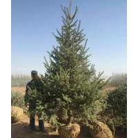甘肅云杉產(chǎn)地甘肅云杉無蟲害樹苗批發(fā)