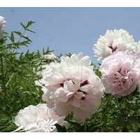 供應(yīng)北方油牡丹苗 高產(chǎn)油量紫斑牡丹