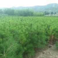 柴禾價(jià)綠化苗