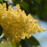 黃金丁香樹 綠化丁香 丁香樹 丁香樹苗 耐旱樹種