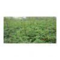 【晉南苗木】1--2年花椒苗