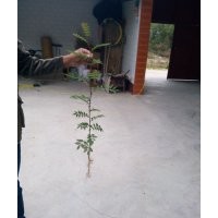 花椒苗，山西花椒苗，大紅袍花椒苗