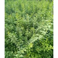 出售大量兩年生連翹，價格面議