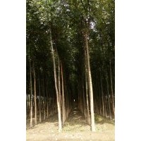 出售國(guó)槐