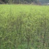 提供胸徑6公分10公分15公分柳樹價格