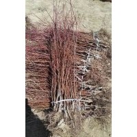 荒山綠化的首選仁用杏樹