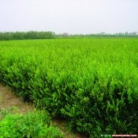 供應(yīng)80公分高度水臘-水蠟基地報價