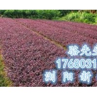 瀏陽紅花繼木、精品紅花繼木小苗直銷基地
