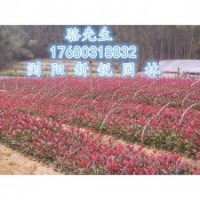 瀏陽低價紅葉石楠、石楠批發(fā)直銷基地