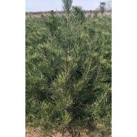 大量供應(yīng)大田一米一二三級白皮松