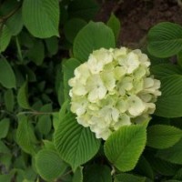 八仙花基地八仙花的價格及現(xiàn)場照片