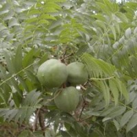 山西國(guó)槐/國(guó)槐銷售、國(guó)槐價(jià)格苗木