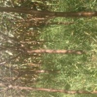 長(zhǎng)期供應(yīng)綠化工程苗木