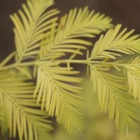 金葉水杉 金黃靚麗的彩葉喬木 最理想的園林彩化綠化樹(shù)種