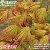 金桂黃楓 金桂黃楓價(jià)格 金桂黃楓優(yōu)質(zhì)圖片