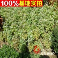 優(yōu)質珍珠梅 價格合適 樹形優(yōu)美