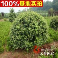 批發(fā) 火棘盆景 【火棘球】火棘苗