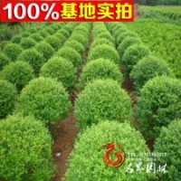 供應(yīng)水臘球，水蠟苗，球類植物