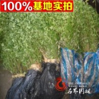 基地直銷優(yōu)質(zhì)灌木 【黃馨】云南黃馨