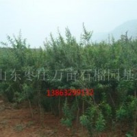 供應供應石榴樹、花石榴樹、果石榴樹