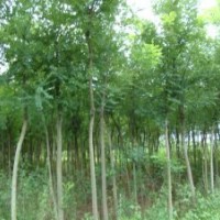 大量國(guó)槐、龍爪槐、金葉槐供應(yīng)中