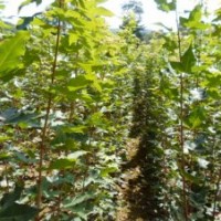 五角楓苗、單條重生五角楓、色樹苗