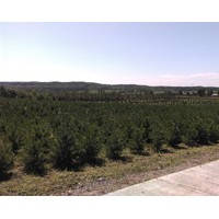 長(zhǎng)期銷售大量樟子松1米-2.5米價(jià)格優(yōu)惠