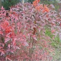 供應(yīng)紅天竹