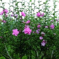 供應(yīng)各種規(guī)格北海道 木槿花