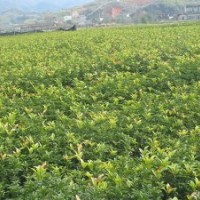 最新丹桂、八月桂等各種桂花苗價格