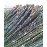 山西國槐苗、定植國槐苗、國槐樹產(chǎn)業(yè)基地