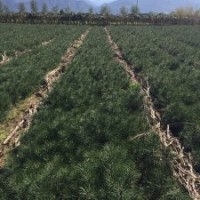 白皮松（70-80）公分高，