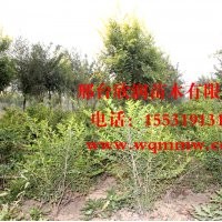 欣潤(rùn)苗木大量供應(yīng)金葉女貞 2米