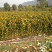 拋售10萬廣玉蘭小苗??！