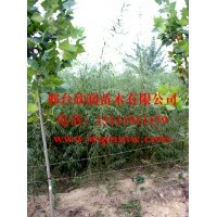 河北邢臺(tái)欣潤苗木大量供應(yīng)垂柳 2公分