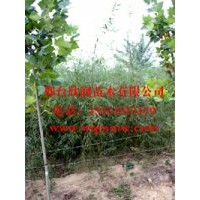 大量處理2-3公分的青皮垂柳