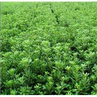 供應(yīng)海桐，海桐苗，海桐球，海桐工程苗