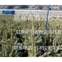 耐高寒青海云杉供應(yīng)