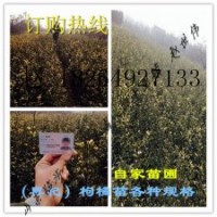 枸橘苗供應(yīng)枸桔苗 山東臨沂