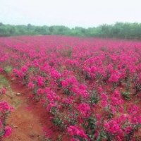 大量銷售美國(guó)紫嶶，紅火箭，紅火球丶紅葉紫嶶小苗之一米以上高度