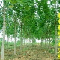 九江大量供應(yīng)優(yōu)質(zhì)1-15公分泡桐樹(shù)苗