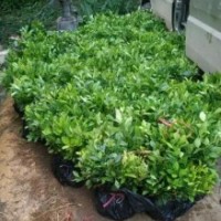 廣西優(yōu)質(zhì)柚子芽苗小苗