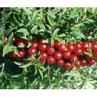 鈣果苗一年鈣果苗 二年鈣果苗 批發(fā)