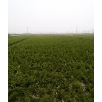 綠化苗木花卉盆栽 地柏盆景 地柏苗 爬地柏 四季常青