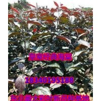 皇室經(jīng)典海棠苗，新品種海棠苗