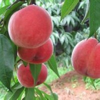 臨沂桃樹苗供應(yīng)，晚熟桃苗，映霜紅桃苗，夏之夢桃苗等