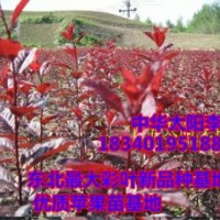 中華太陽李苗/一年生中華太陽李苗