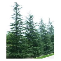 南京大型雪松苗木基地誠(chéng)供各種苗木